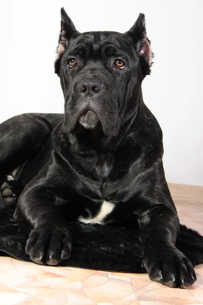 Hund rasen italiensk cane corso — Stockfoto