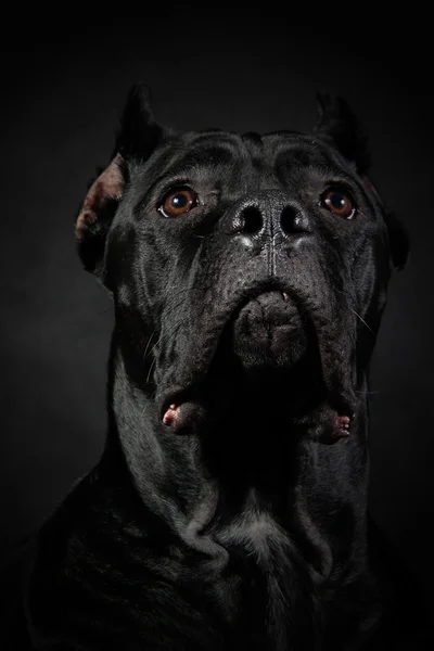 Caña de perro italiana Corso — Foto de Stock