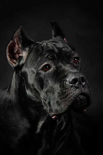 Kutya tenyészt olasz cane corso — Stock Fotó