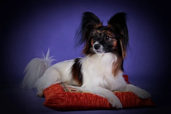 Papillon cão em um fundo colorido — Fotografia de Stock