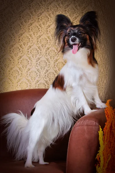 Papillon Hund auf farbigem Hintergrund — Stockfoto