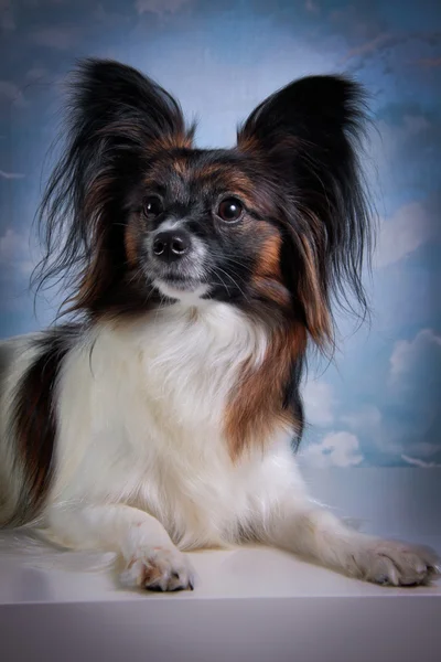 Papillon dog on a colored background — Stock Photo, Image