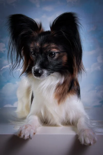 Papillon dog on a colored background — Stock Photo, Image