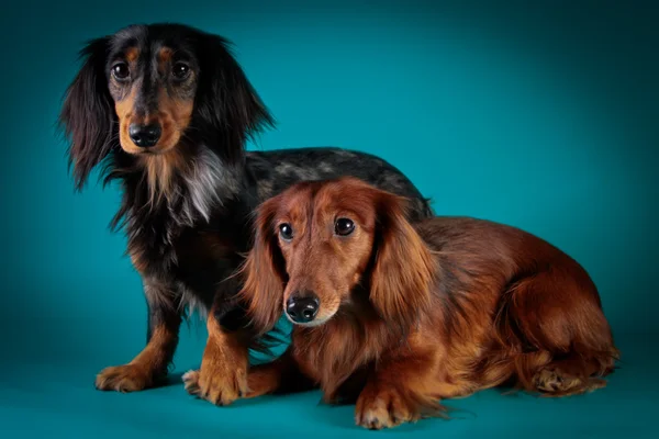 Raça cão dachshund — Fotografia de Stock