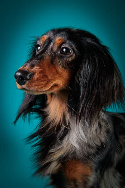 Raça cão dachshund — Fotografia de Stock