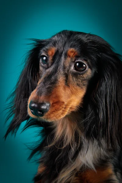 Race canine Dachshund — Photo