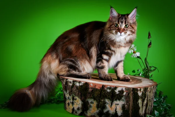ลูกแมวเหมือง — ภาพถ่ายสต็อก