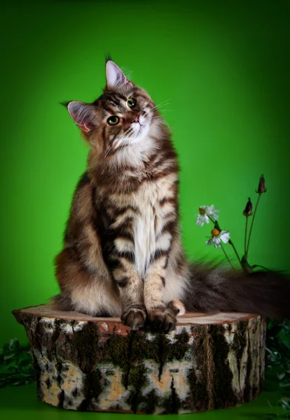 メーン・クーン子猫 — ストック写真