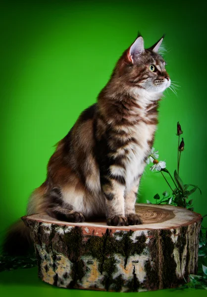 Maine Coon kitten — Stock Photo, Image