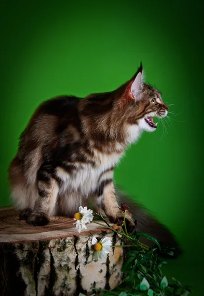 Maine coon gatito —  Fotos de Stock