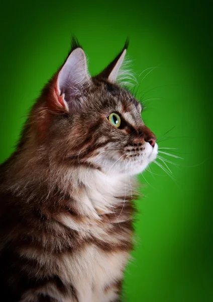 Maine coon kissanpentu — kuvapankkivalokuva