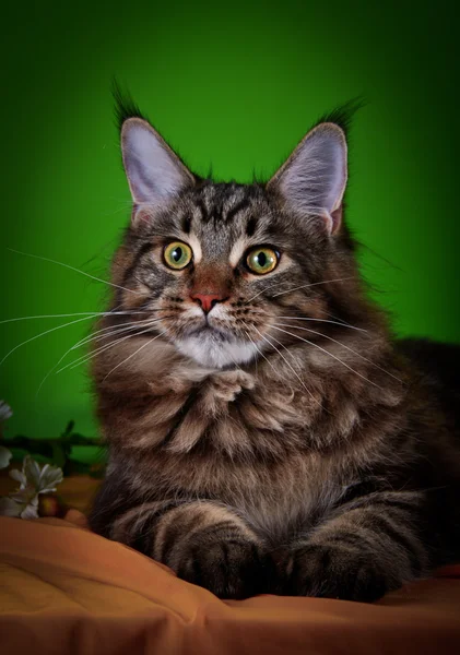 Maine chaton coon — Photo