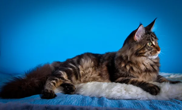 Maine Coon kitten — Stock Photo, Image