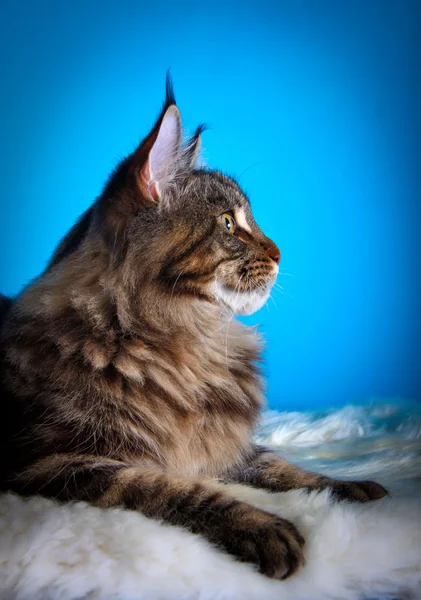 Kociak maine coon — Zdjęcie stockowe