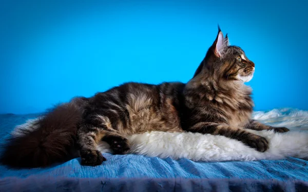 Maine chaton coon — Photo