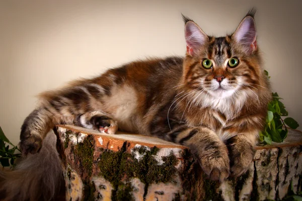 Kociak maine coon — Zdjęcie stockowe