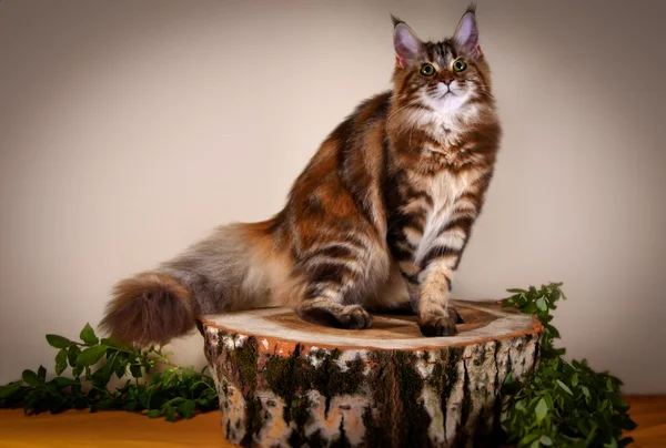 Maine coon gatito — Foto de Stock