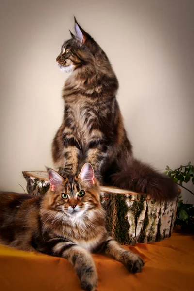 Maine coon gatito — Foto de Stock