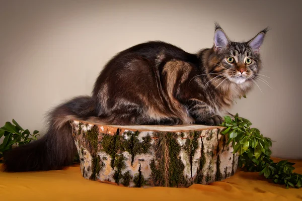 Maine coon gatito — Foto de Stock