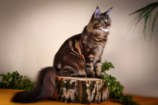 Maine coon gatito —  Fotos de Stock