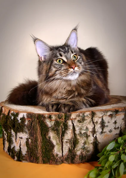 Maine Coon Kitten — Stock fotografie