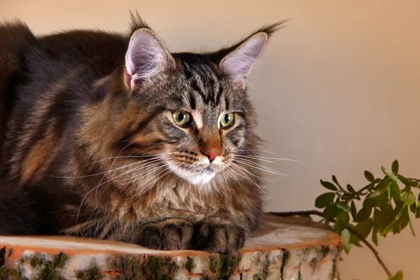 Maine coon gatito — Foto de Stock