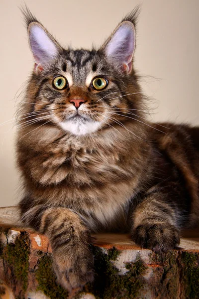 Maine chaton coon — Photo