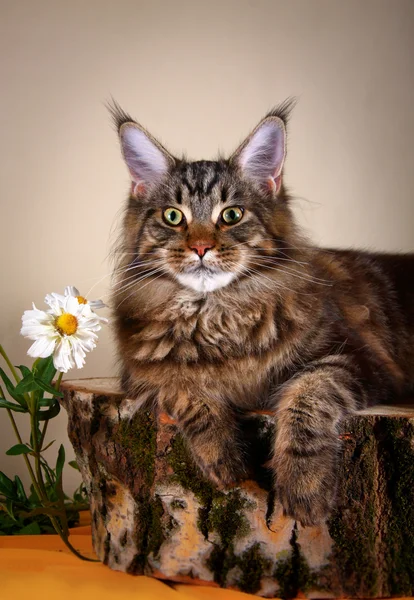 Maine coon gatito —  Fotos de Stock