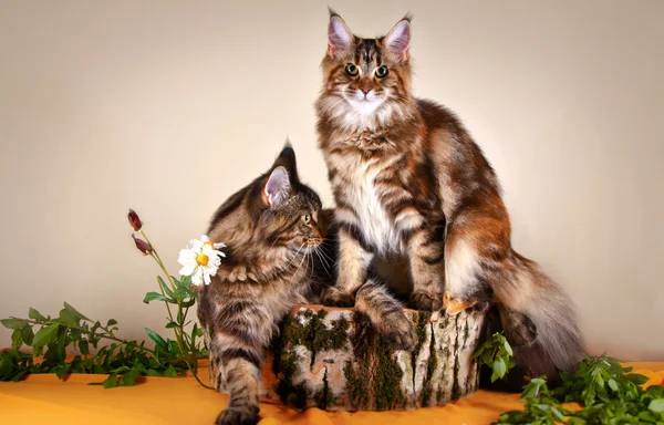 Maine chaton coon — Photo