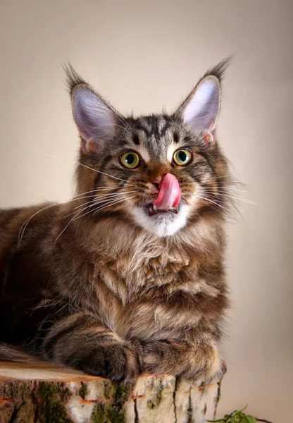 Maine coon gatito —  Fotos de Stock