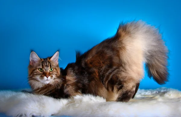 Maine coon gatito — Foto de Stock