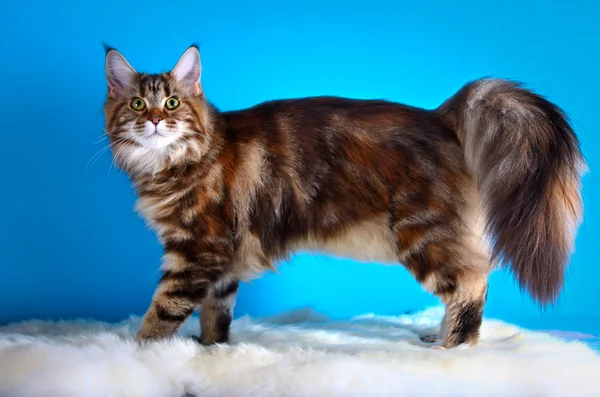 Kociak maine coon — Zdjęcie stockowe