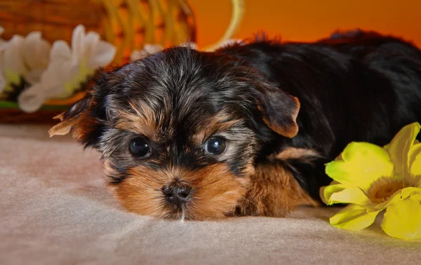 Filhote de cachorro terrier Yorkshire — Fotografia de Stock