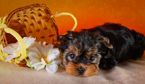 Yorkshire terrier cachorro — Foto de Stock