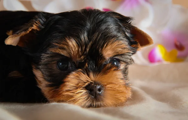 ヨークシャー ・ テリア （子犬 — ストック写真