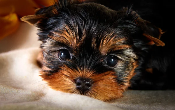 Yorkshire terrier valp — Stockfoto