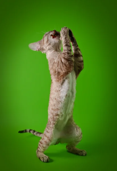 Кошка Девон Рекс на зеленом фоне — стоковое фото
