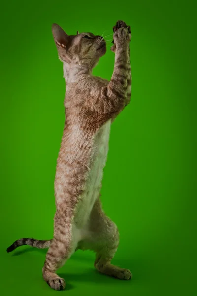Devon Rex kot na zielonym tle — Zdjęcie stockowe