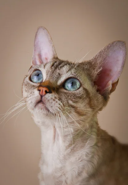 Devon Rex Katze auf grauem Hintergrund — Stockfoto