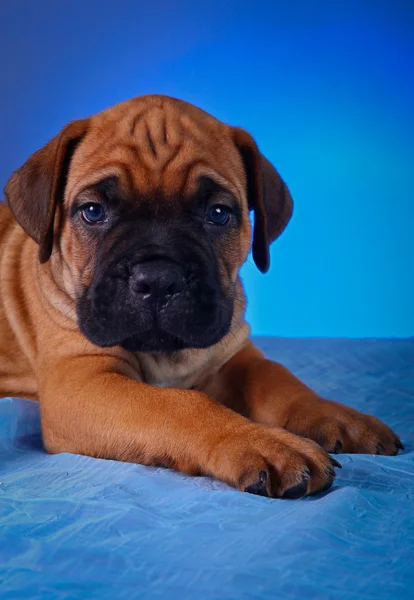 Szczenięta psów Cane Corso — Zdjęcie stockowe