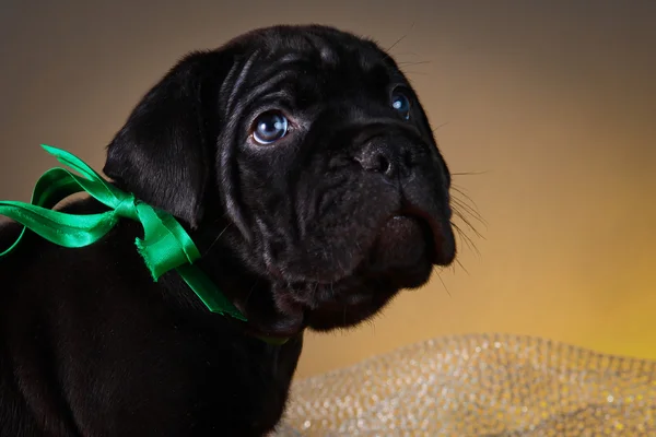 Κουτάβι σκυλί Cane Corso — Φωτογραφία Αρχείου