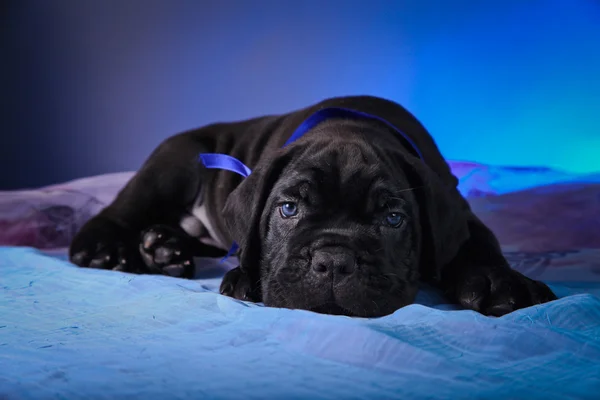 Cane Corso kölyök kutyák — Stock Fotó