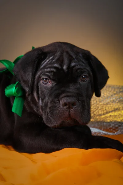 Puppy dog Cane Corso — Stock Photo, Image