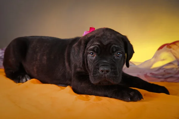 Pejsek Cane Corso — Stock fotografie