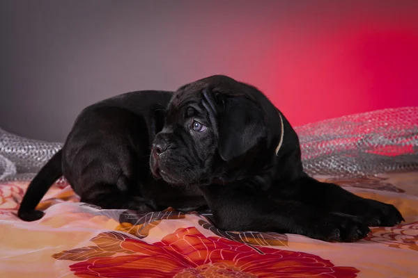 Cane Corso kölyök kutyák — Stock Fotó