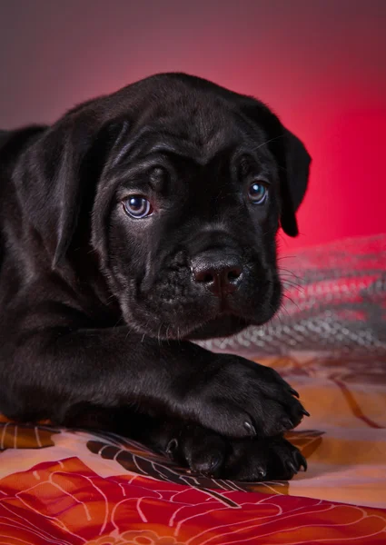 Pejsek Cane Corso — Stock fotografie