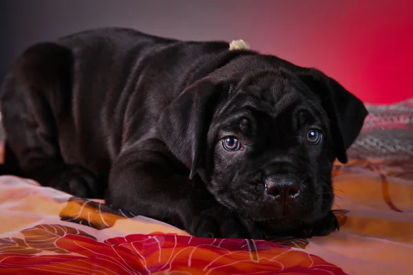 Cane Corso kölyök kutyák — Stock Fotó