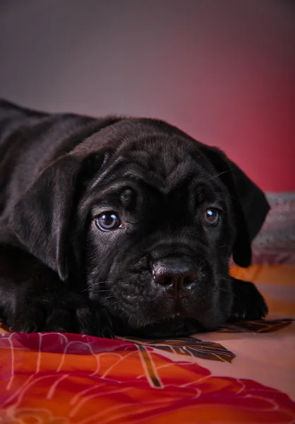 Puppy dog Cane Corso — Stock Photo, Image