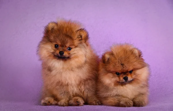 Alemão Spitz, raça cão Pomeranian — Fotografia de Stock