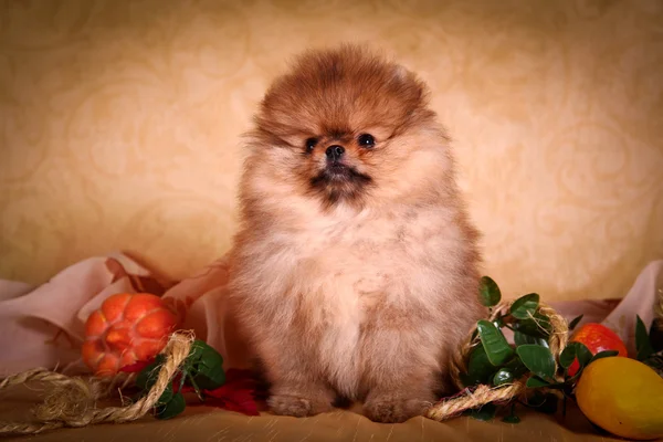 Německý špic, pes plemene pomeranian — Stock fotografie